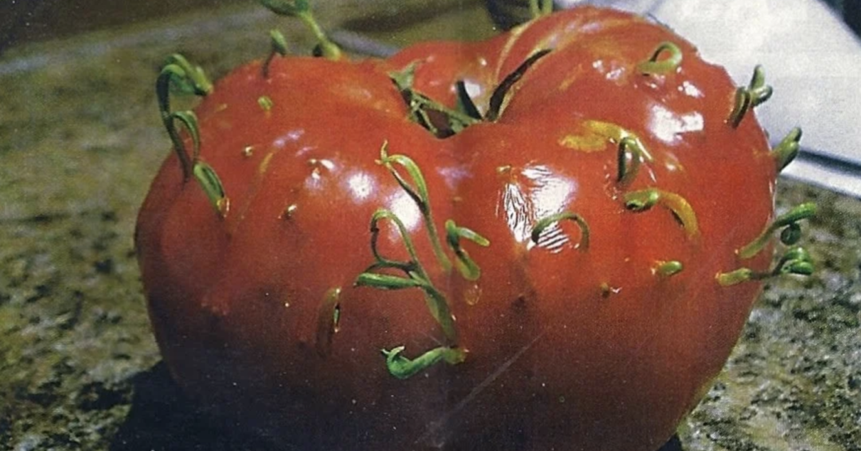 Лотос Нелумбо