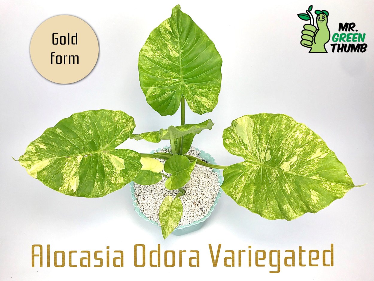 Алоказия Нобилис