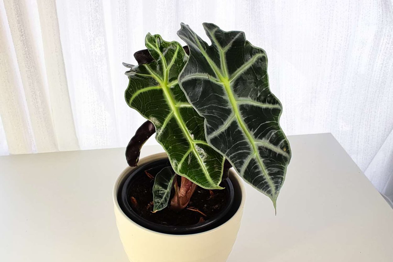 Алоказия Пинк Пэшн