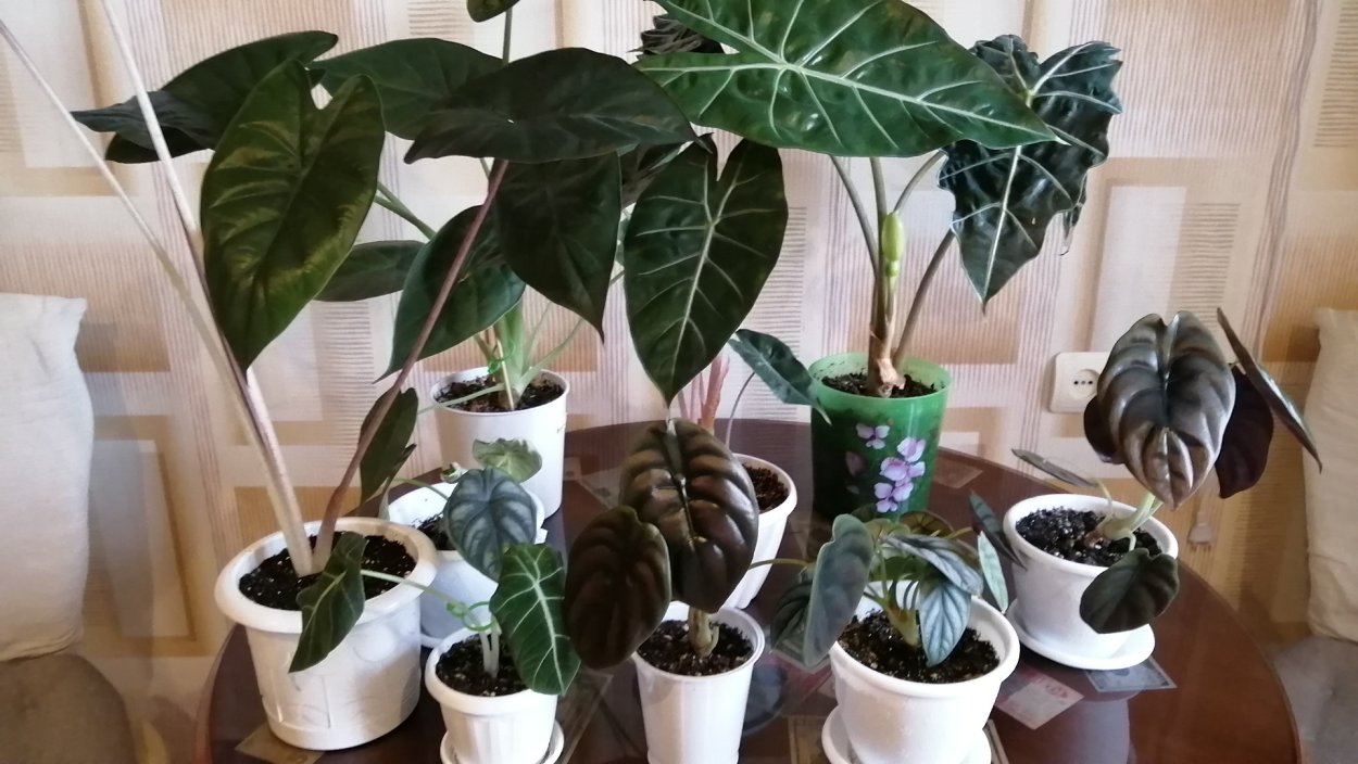 Алоказия macrorrhiza lutea