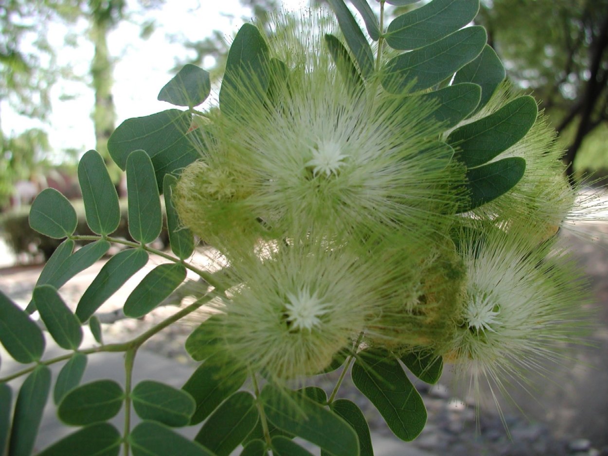 Бобовник и Акация