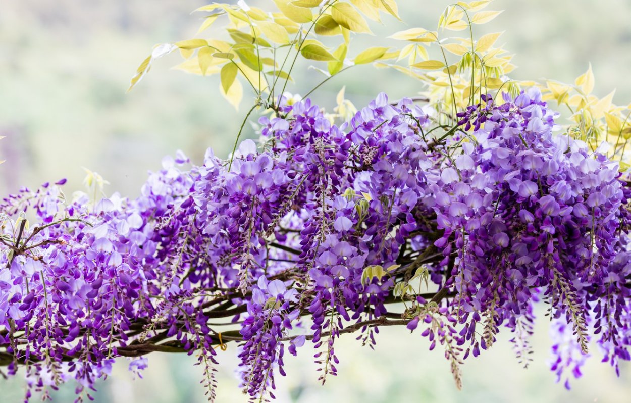 Дерево Делоникс Королевский