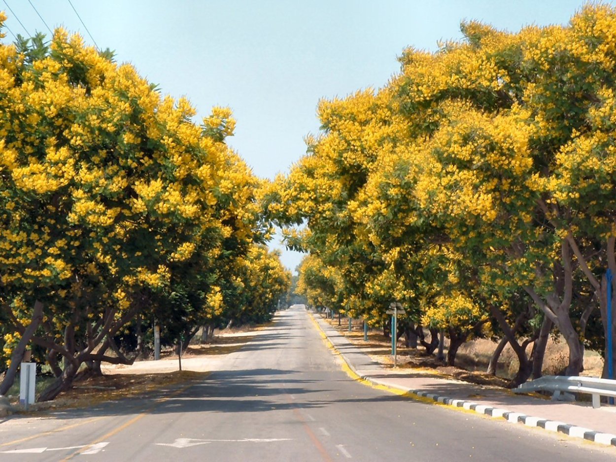 Мимоза Акация Абхазия