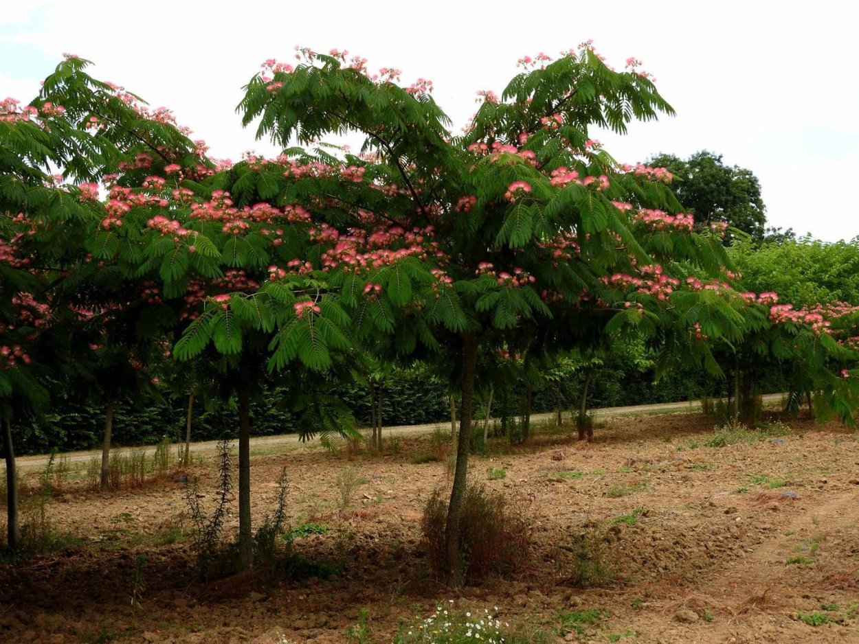 Робиния розовоцветная