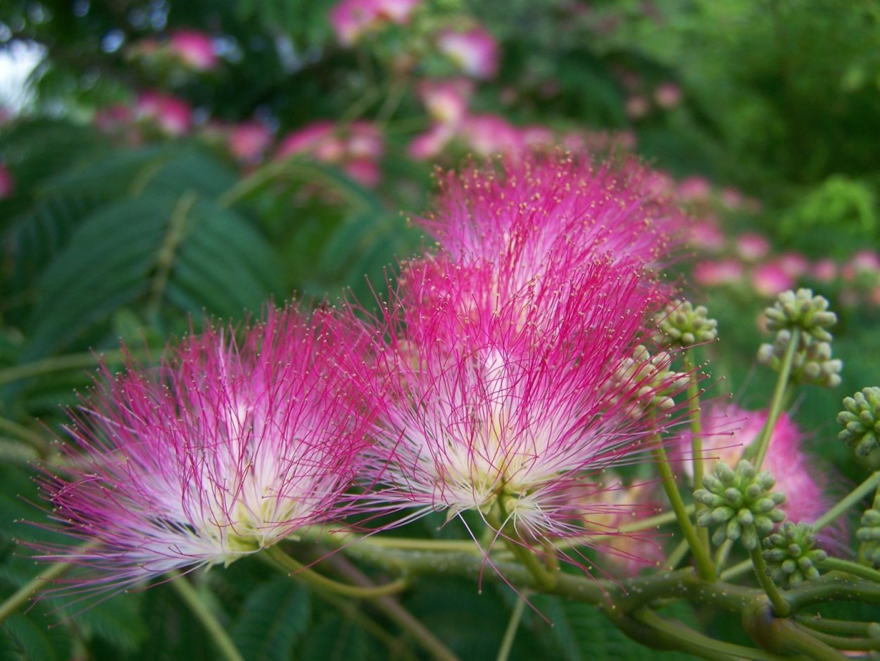 Альбиция ленкоранская / Albizia julibrissin Durazz.