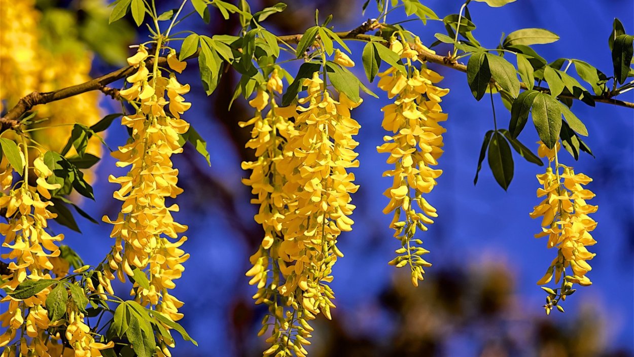 Шириш растение