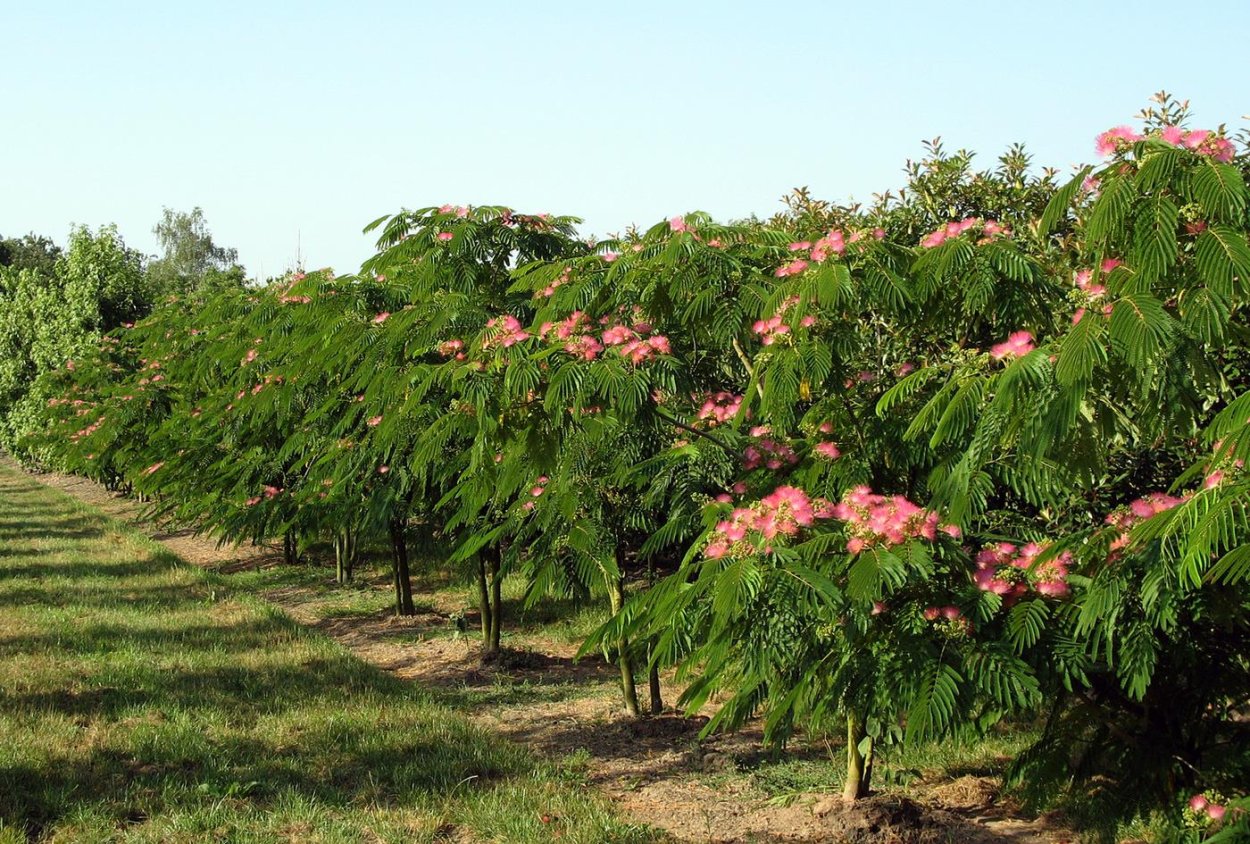 Альбиция шелковая дерево