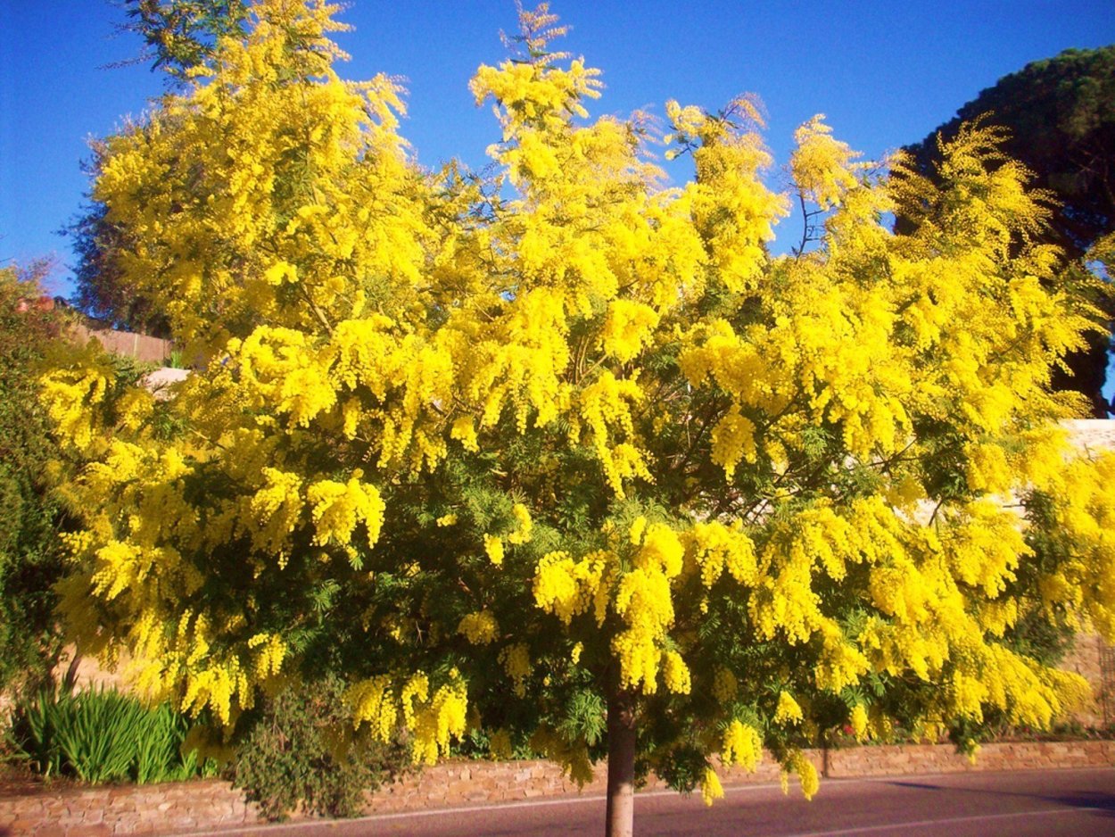 Глициния китайская Блю сапфир