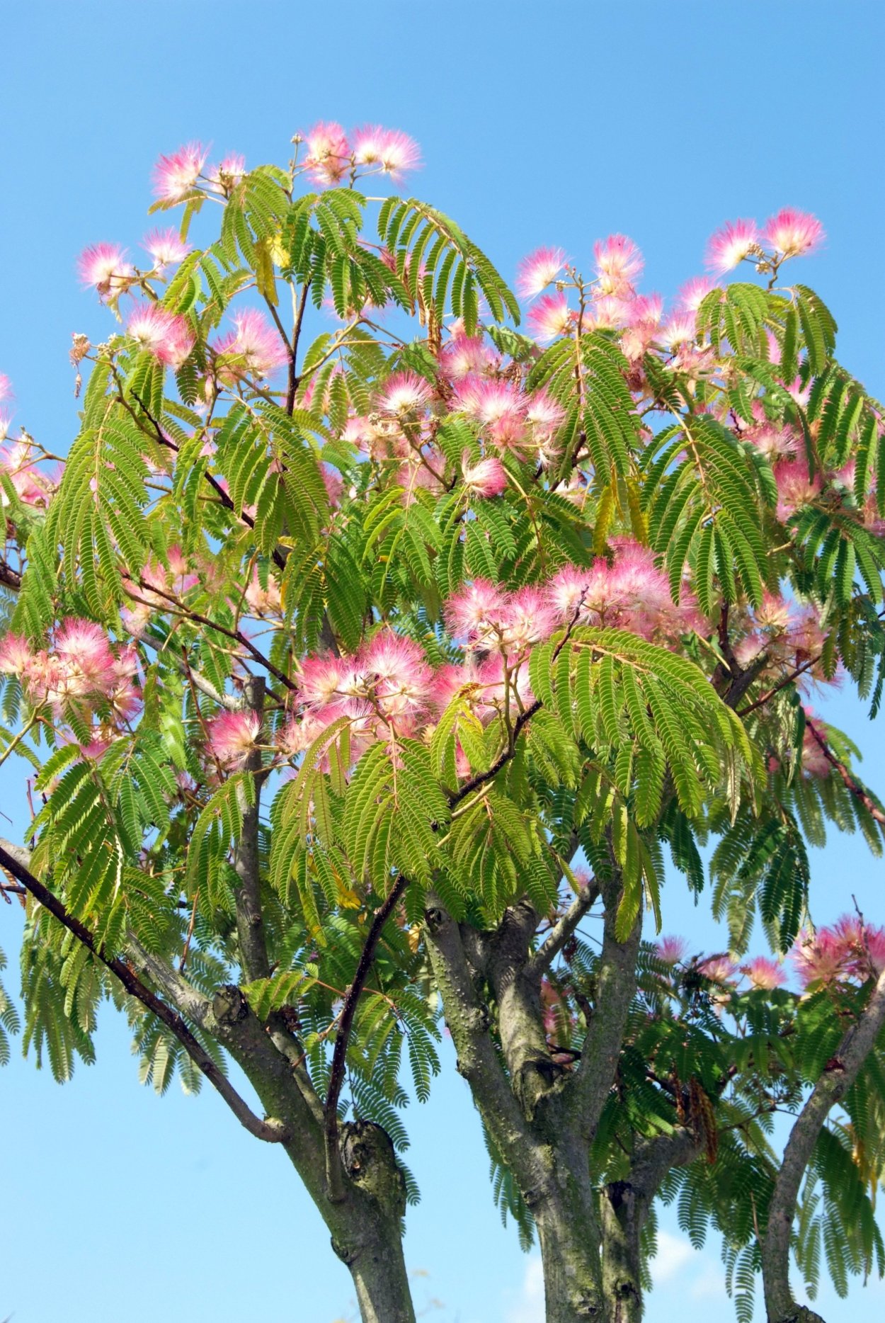 Акация красная (Acacia oxycedrus)