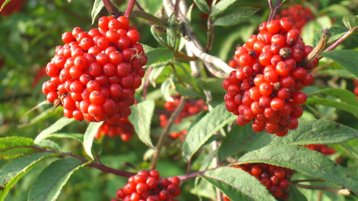 Бузина Лесная