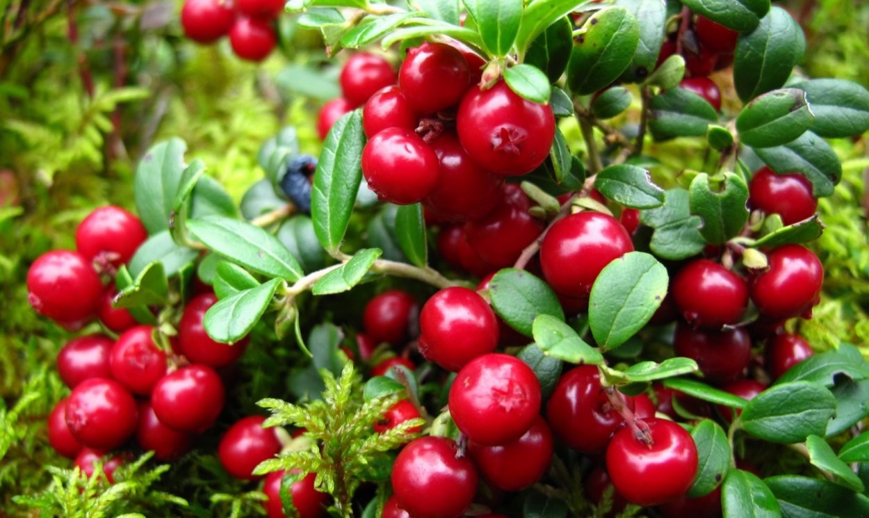 Клюква Болотная (Oxycoccus palustris)