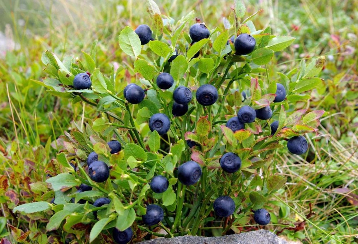 Черника миртолистная