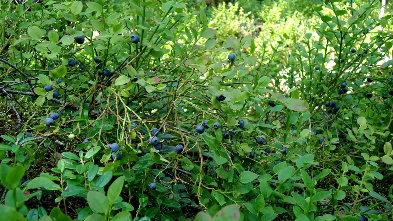 Черника в тайге