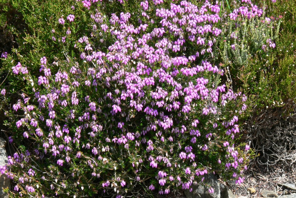 Дикие кустарники Урала