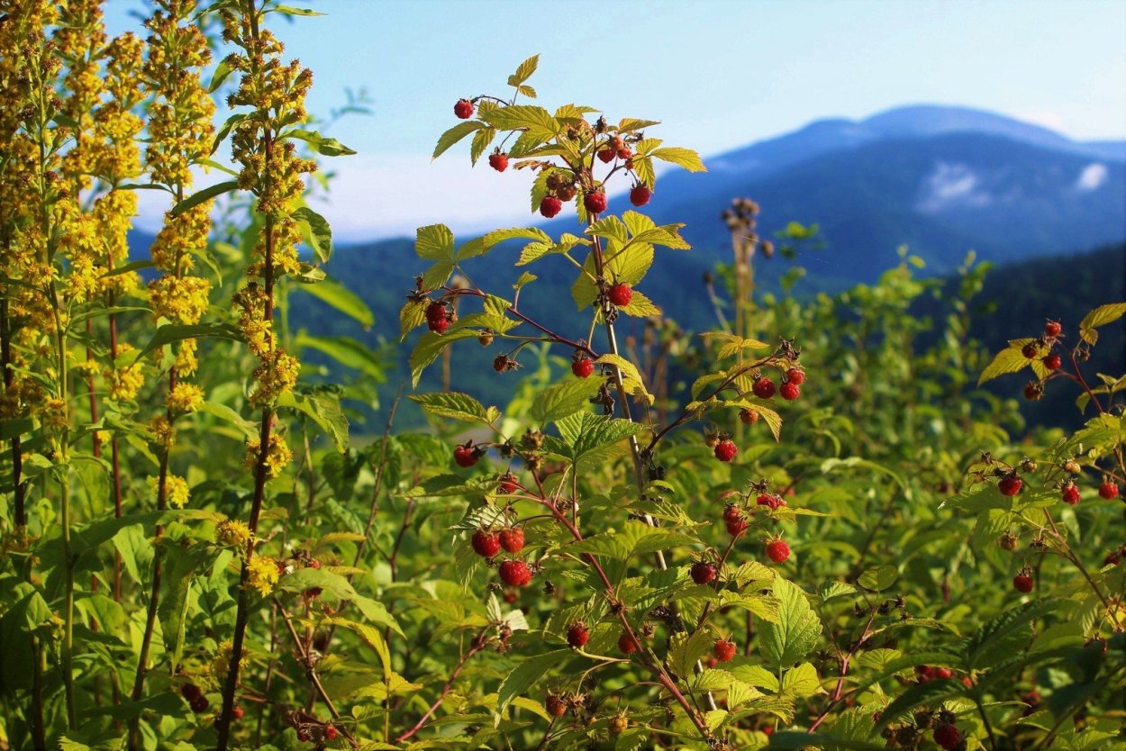 Малина Дикая Лесная