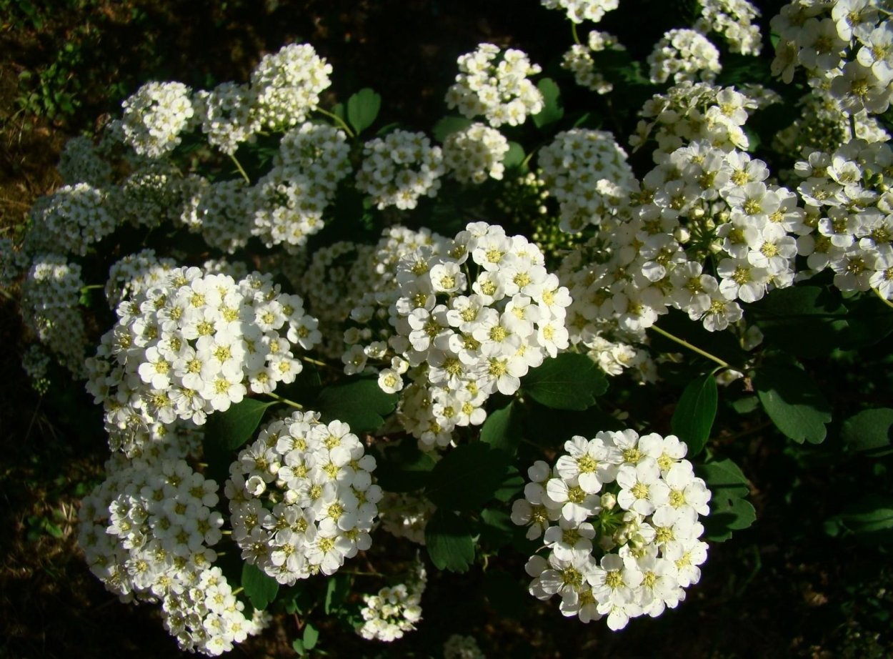 Alyssum кустарника.