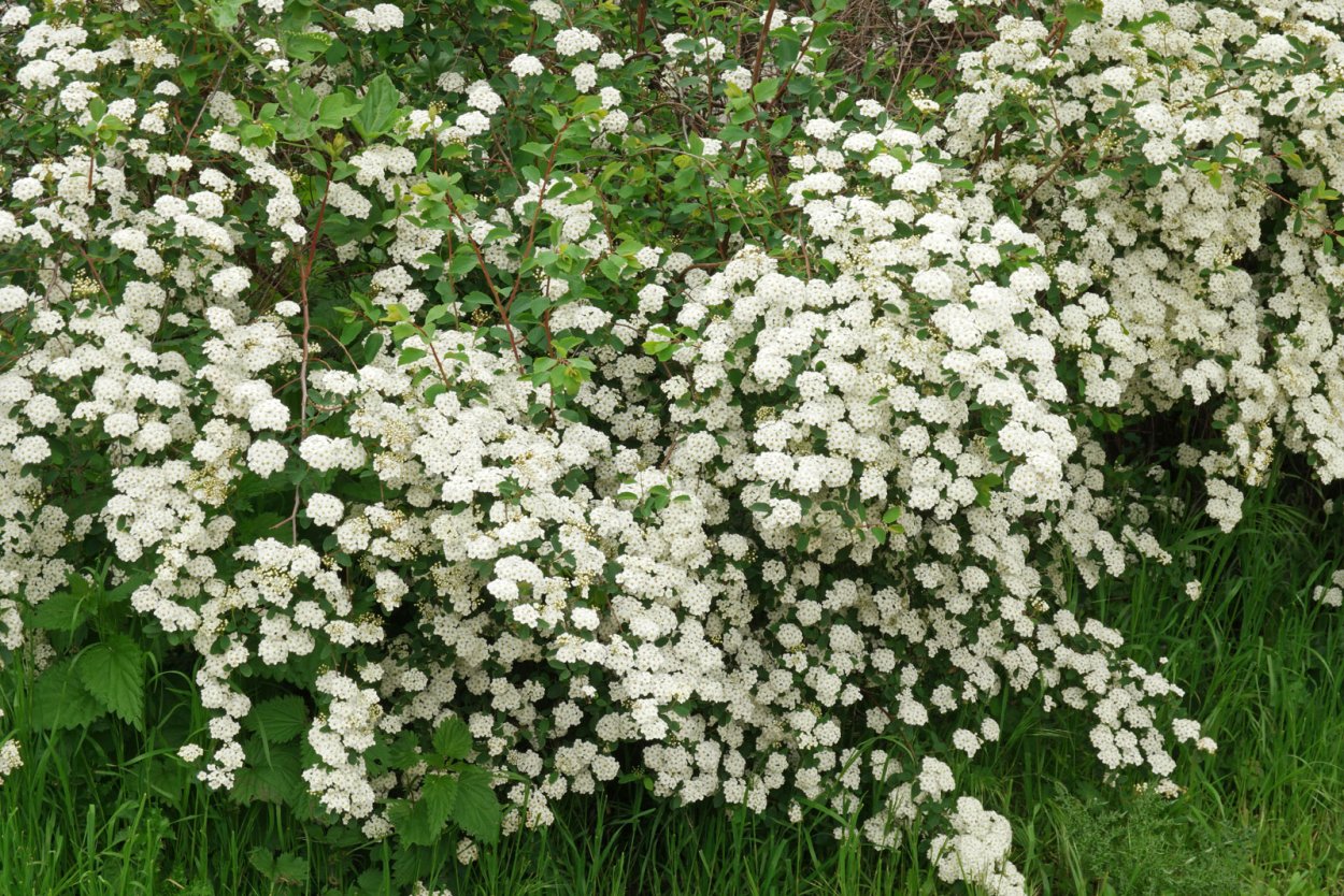 Спирея аргута Spiraea arguta