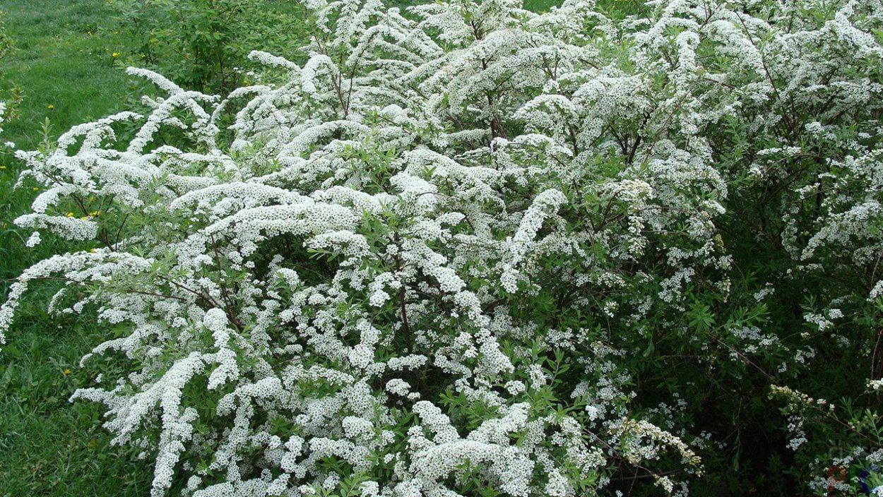 Спирея острозубчатая аргута