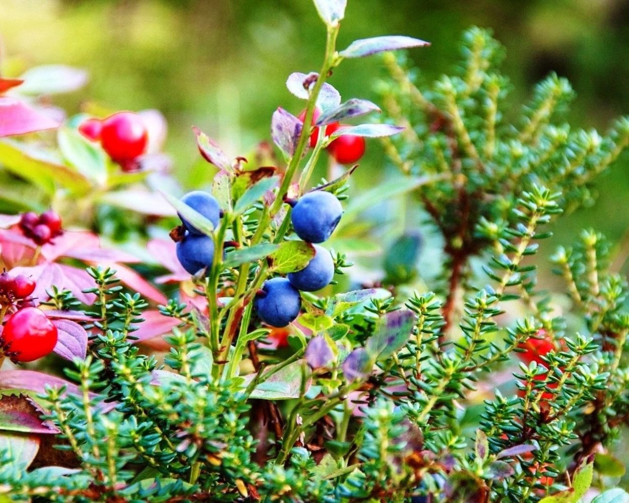 Шикша Сибирская ягода