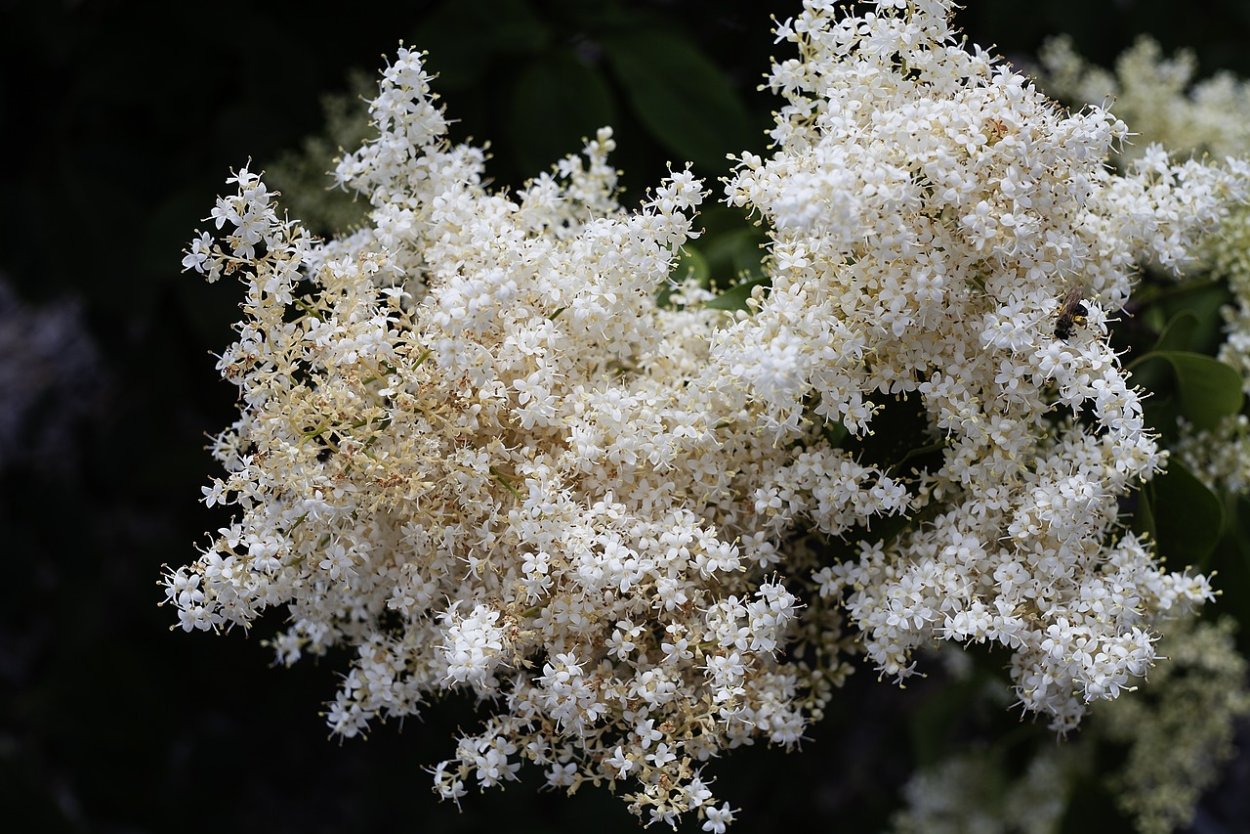 Кустарник с мелкими белыми цветами