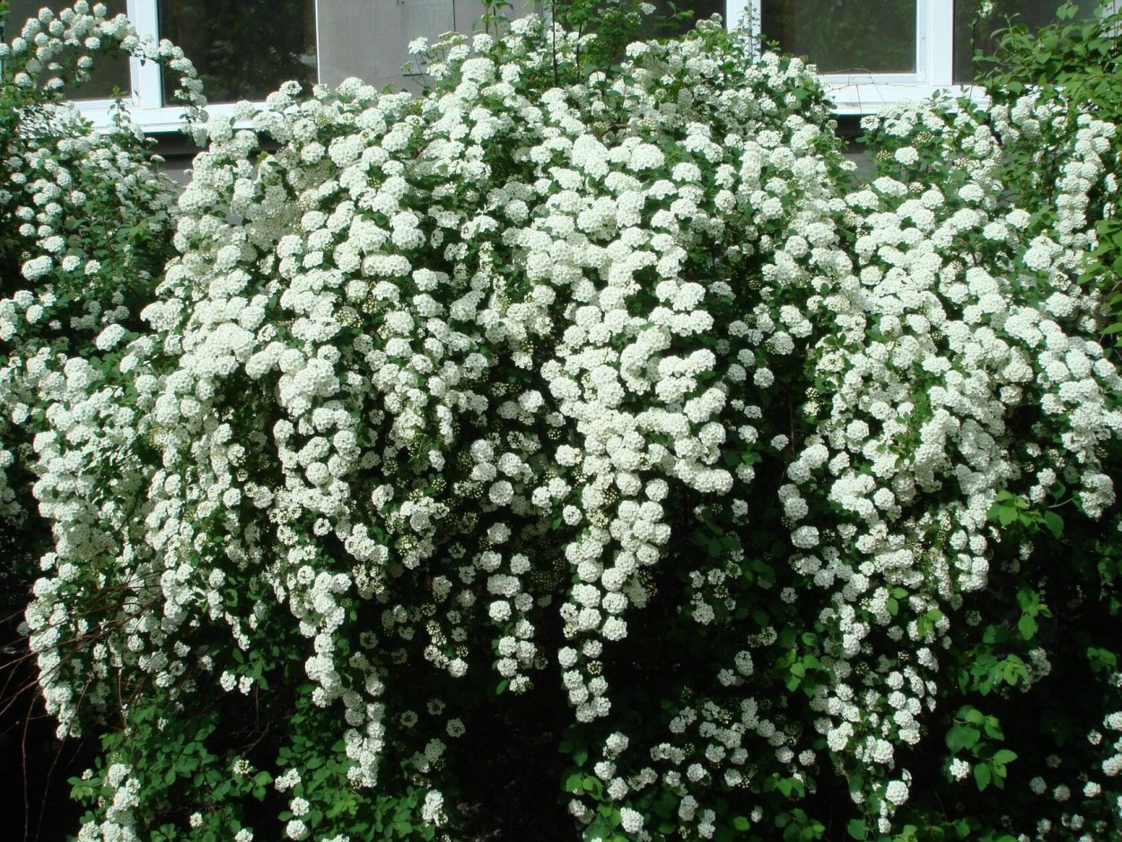 Спирея Вангутта (Spiraea vanhouttei)