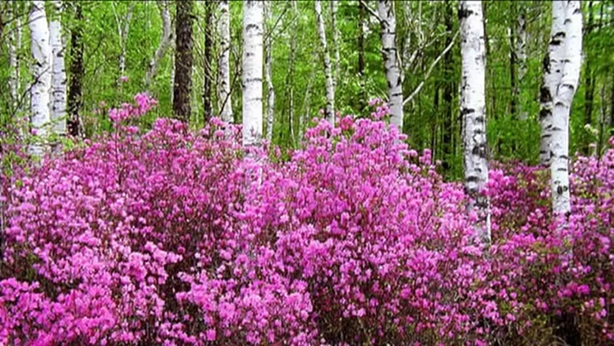 Рододендрон Даурский в лесу