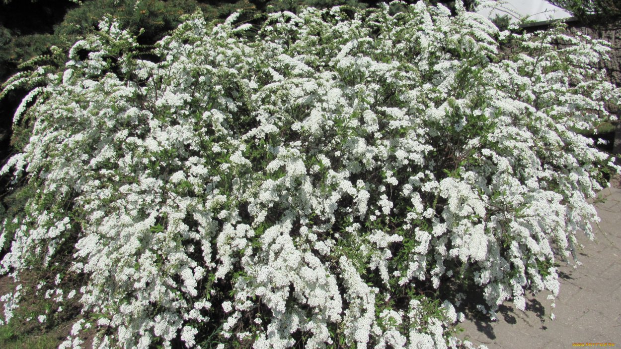 Спирея серая