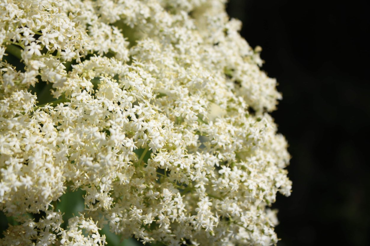 Дерево с мелкими белыми цветами