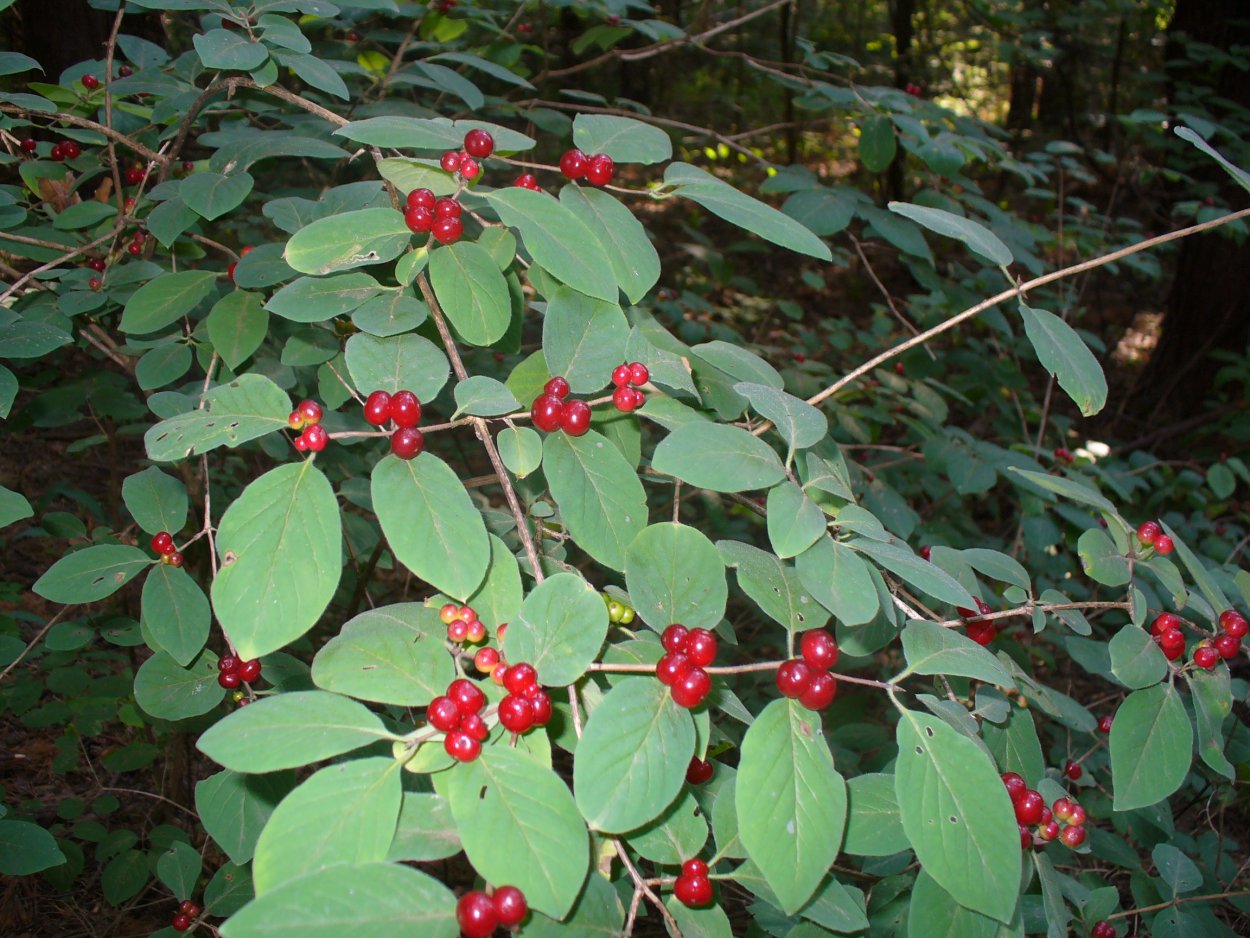 Волчья ягода декоративный кустарник