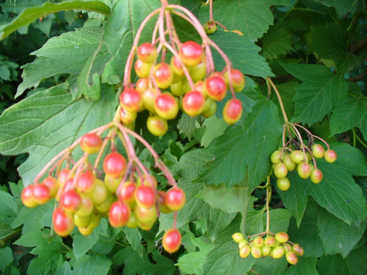 Подмосковье ягодный кустарник дикий