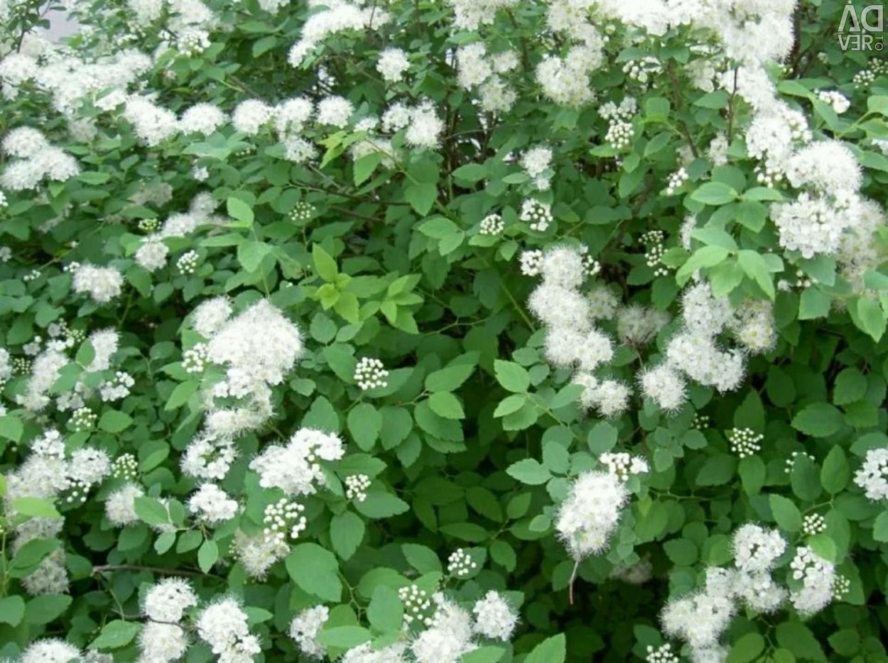 Спирея весеннецветущая