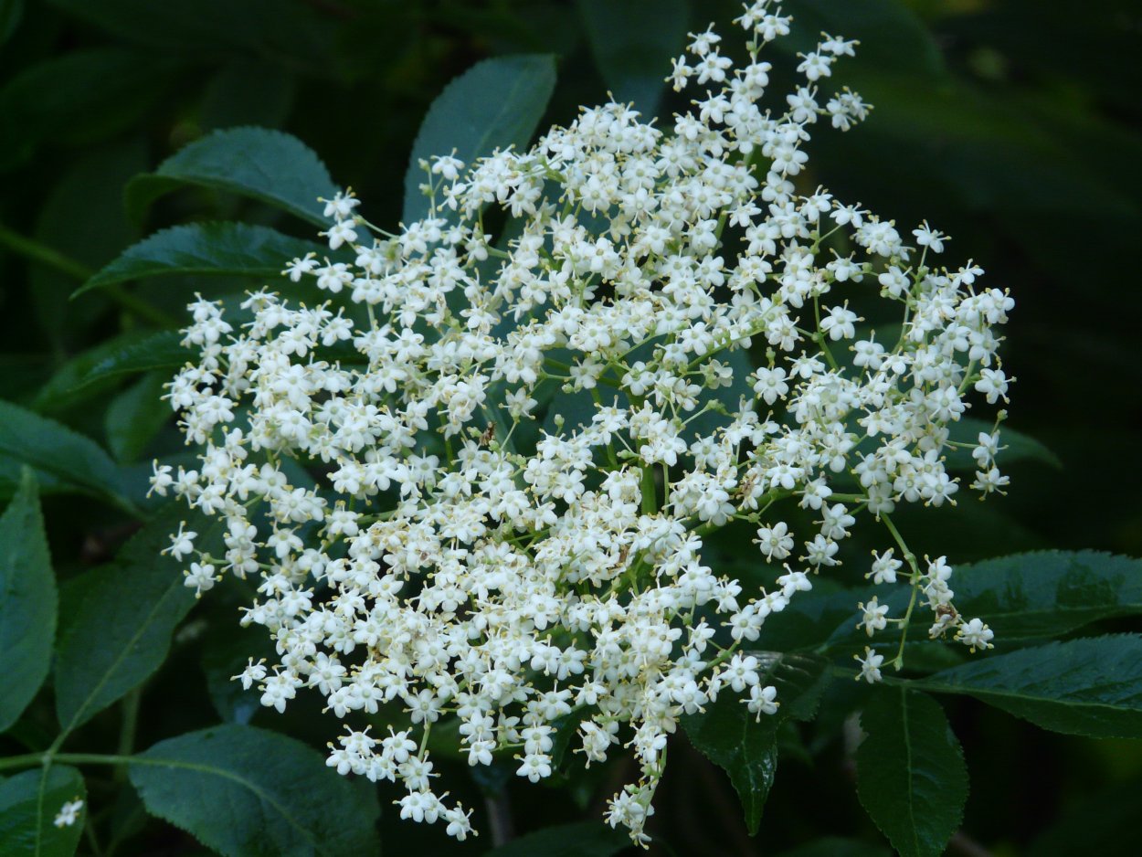 Sambucus nigra l.