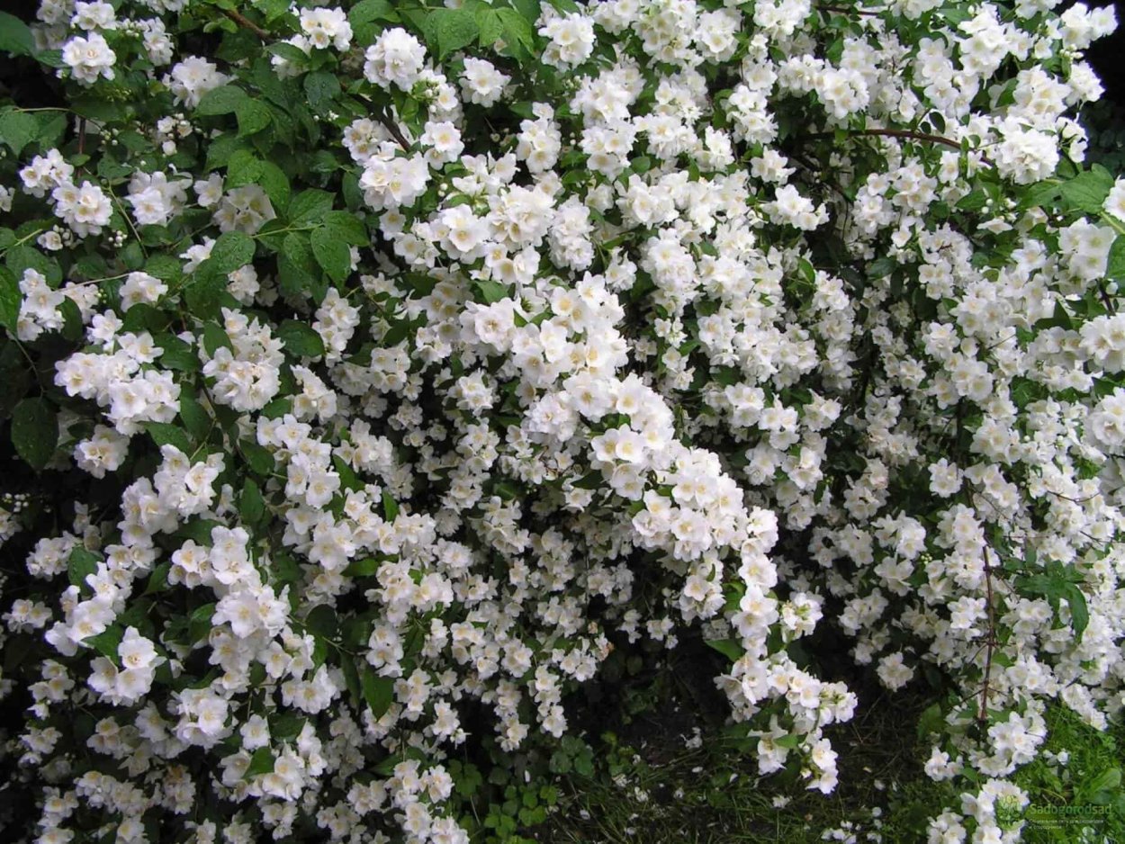 Чубушник венечный "Snow Goose"