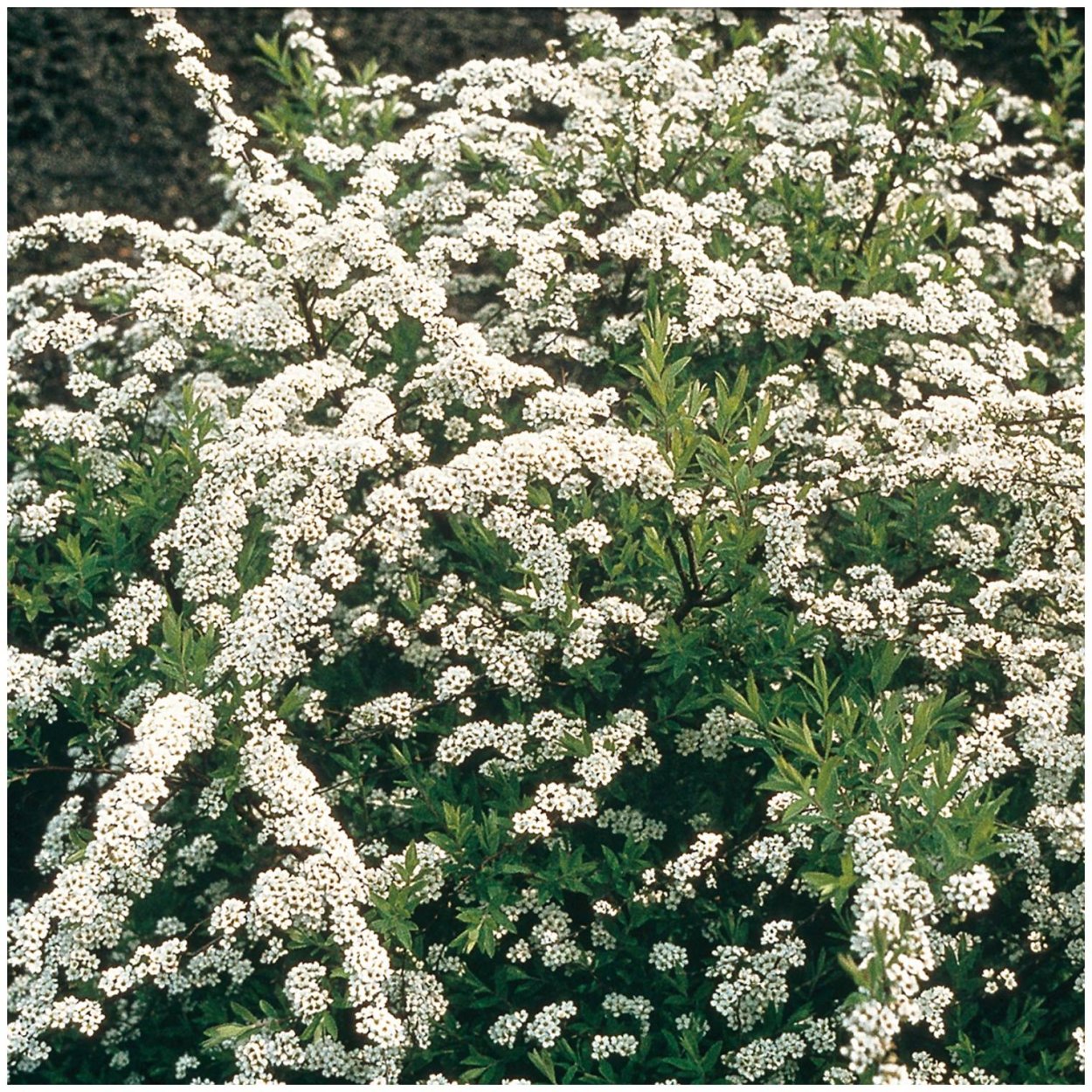 Спирея брызги шампанского