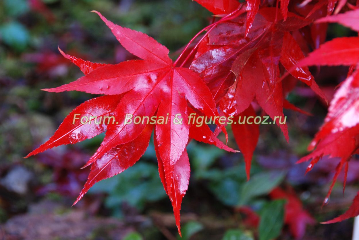 Acer palmatum Osakazuki