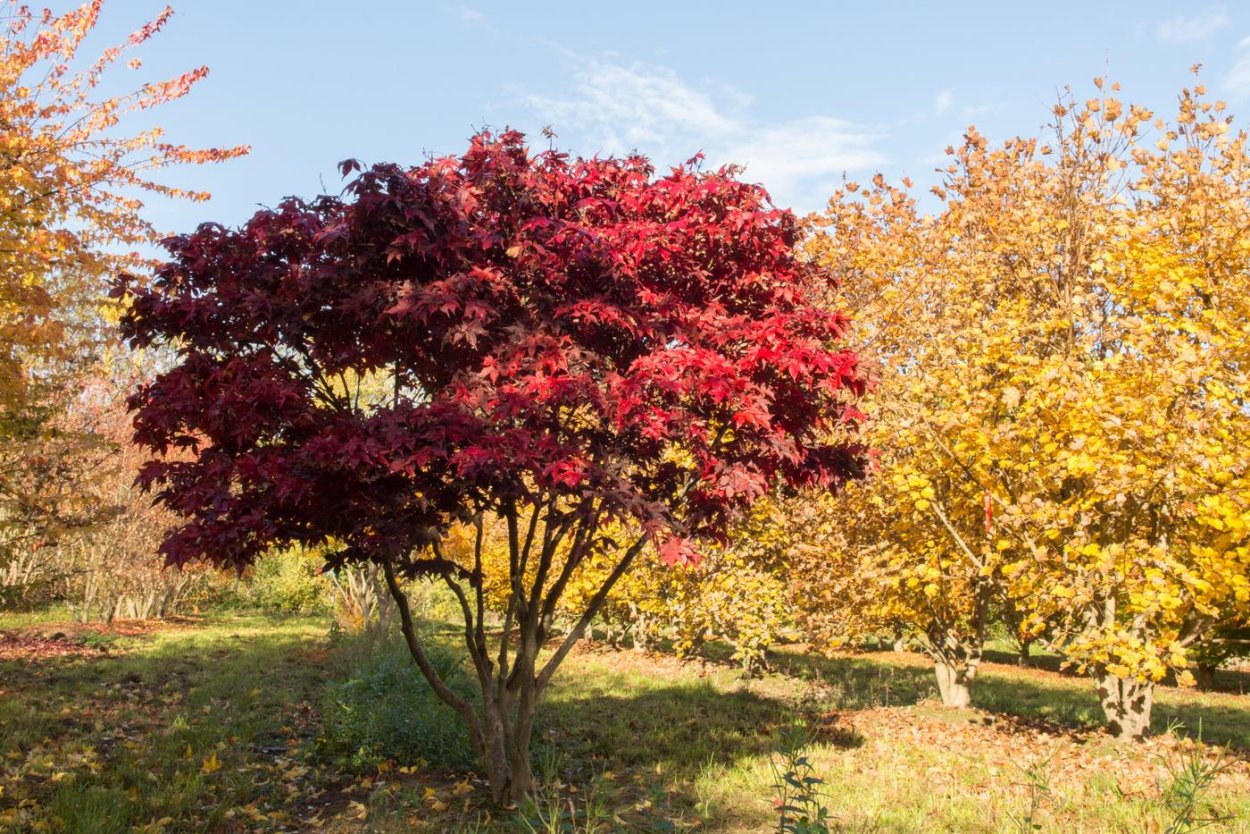Acer palmatum Osakazuki