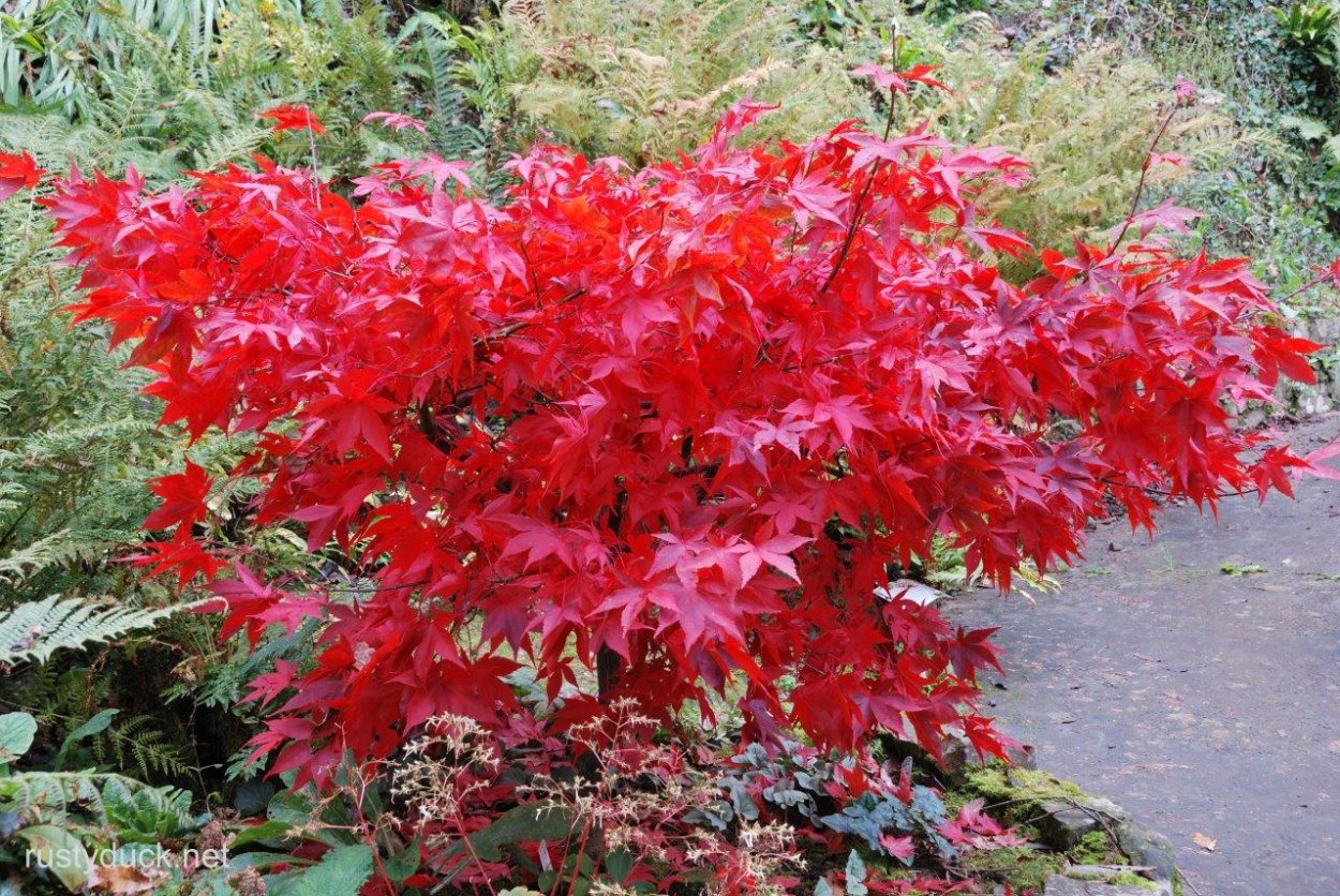 Клен дланевидный ornatum