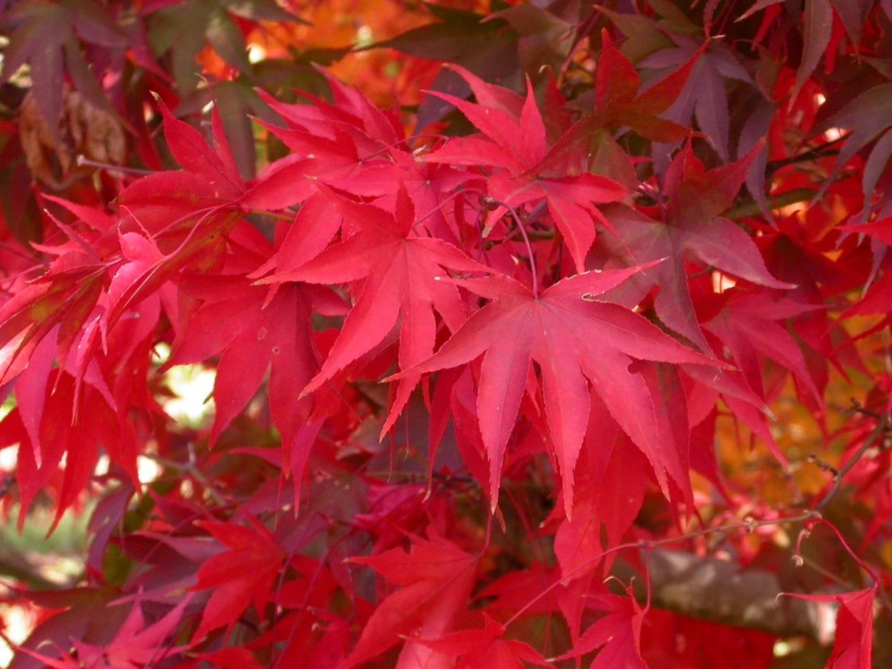 Клен palmatum Osakazuki