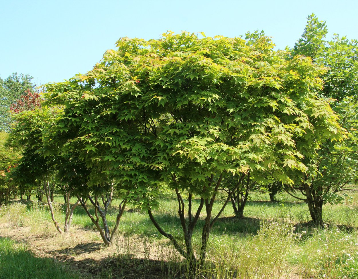Красный клен японский дерево