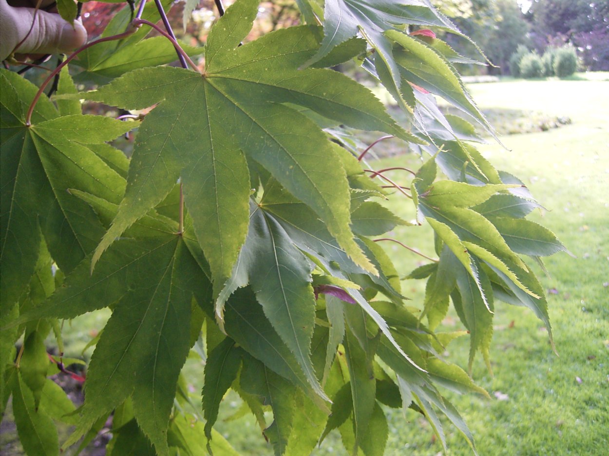 Acer palmatum Osakazuki