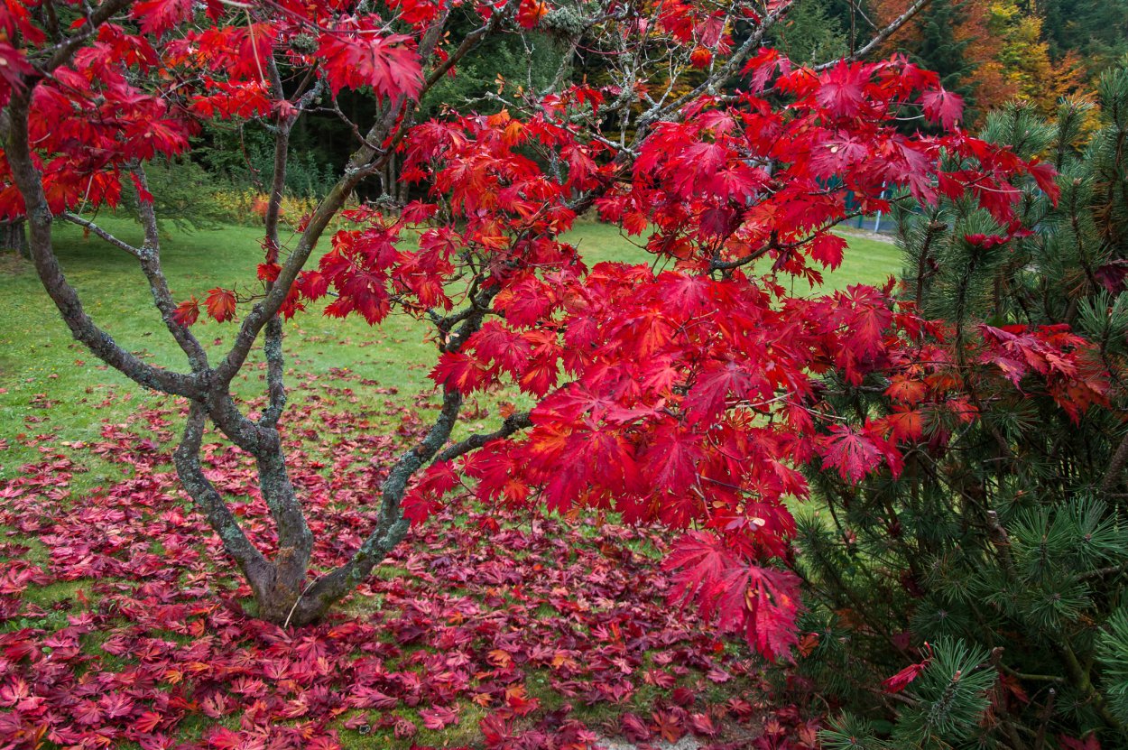 Клен веерный Osakazuki