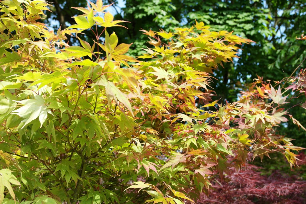 Acer palmatum Osakazuki