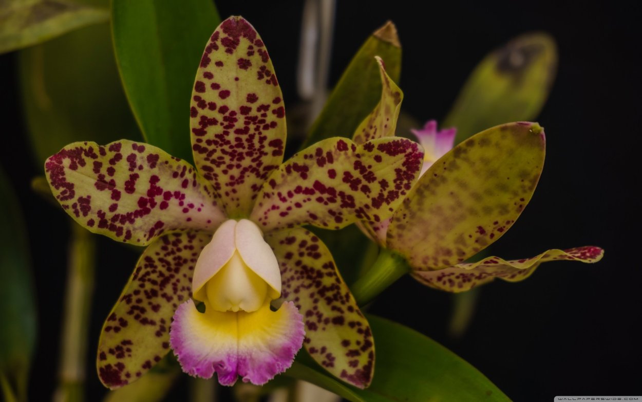 Каттлея леопард