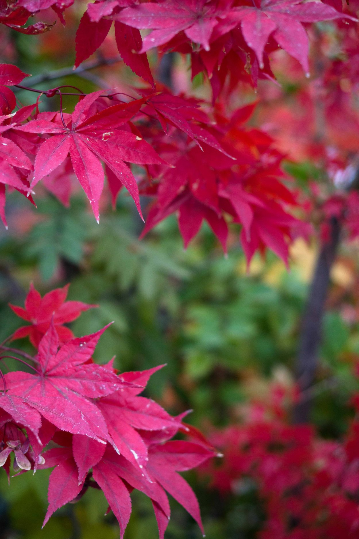 Acer palmatum Osakazuki