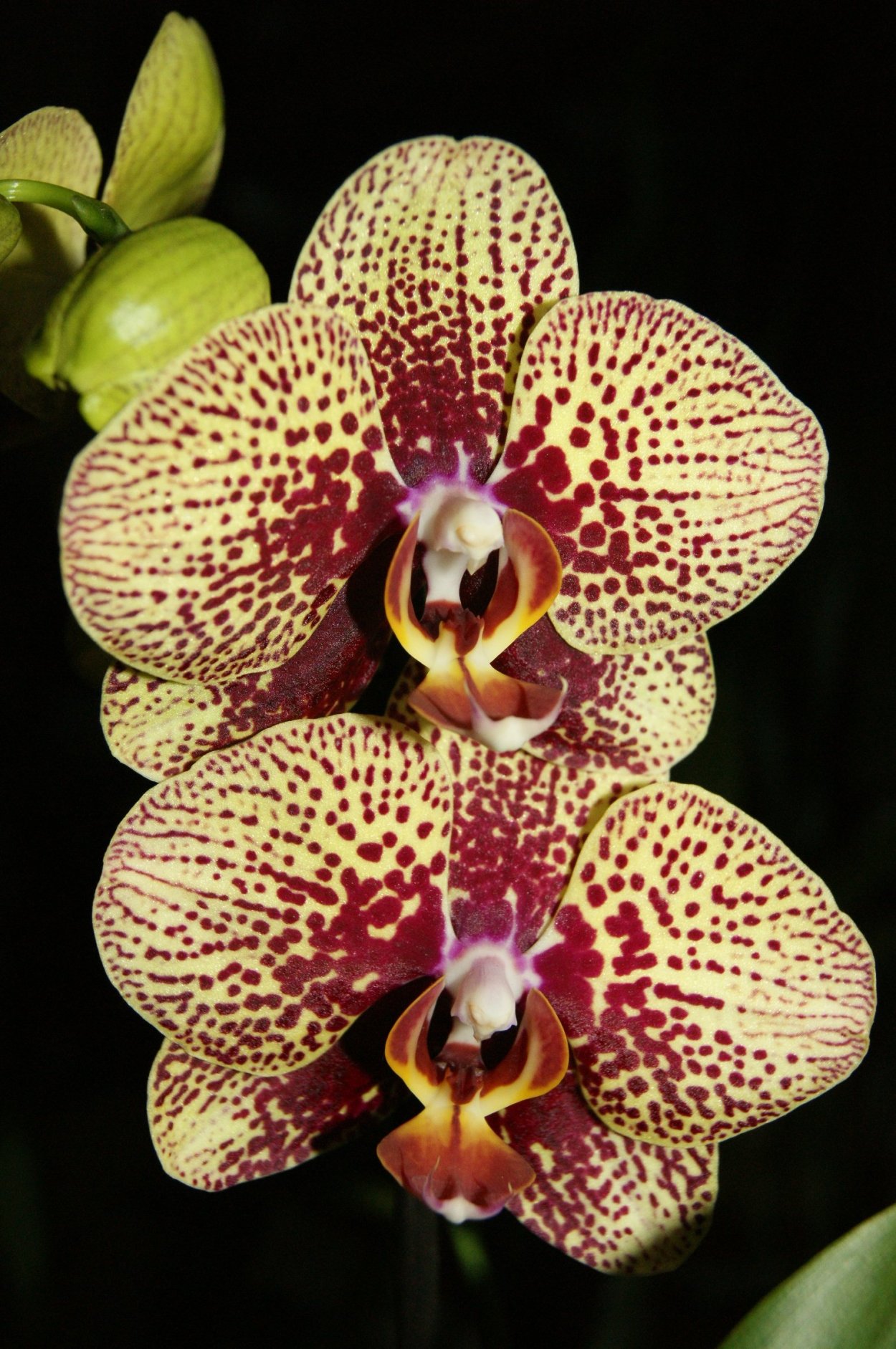 Фаленопсис Голден леопард