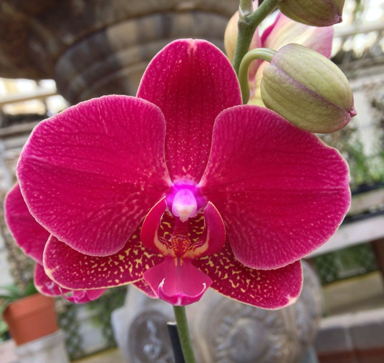 Орхидея Ягуар фаленопсис