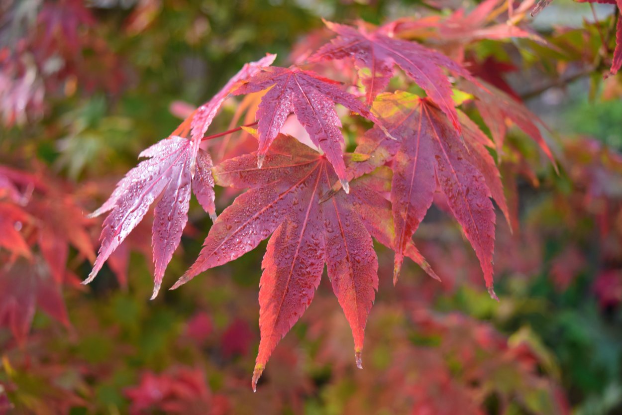 Acer palmatum Osakazuki