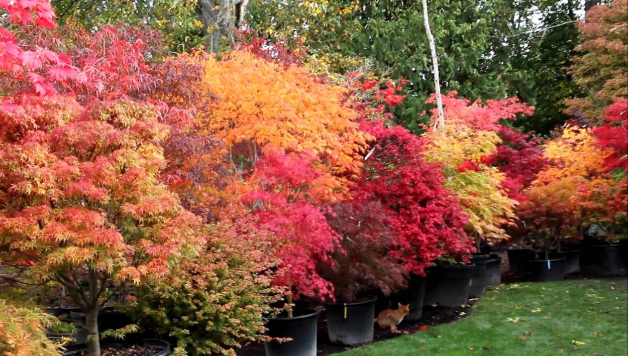 Карточки деревья для детей