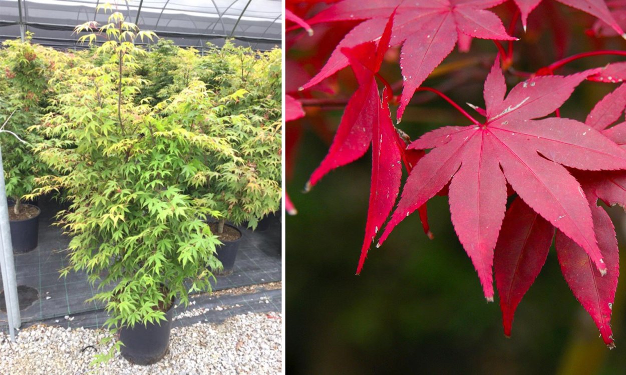 Бонсай клен веерный Osakazuki