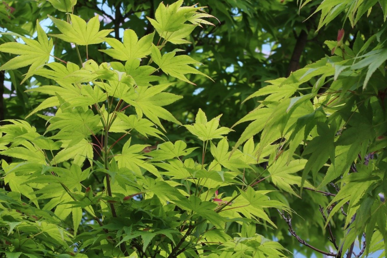 Клен дланевидный Acer palmatum